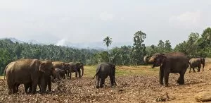 Images Dated 1st April 2013: Asian elephants -Elephas maximus- feeding in the Pinnawala Elephant Orphanage, Pinnawala, Sri Lanka