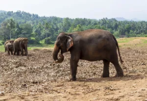 Asian elephants -Elephas maximus- feeding in the Pinnawela Elephants Orphanage, Pinnawela, Sri Lanka Images Dated 1st April 2013: Asian elephants -Elephas maximus- feeding in the Pinnawela Elephants Orphanage, Pinnawela, Sri Lanka