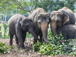 Asian elephants -Elephas maximus- feeding in the Pinnawela Elephants Orphanage, Pinnawela, Sri Lanka