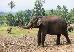Pinnawala Prints: Asian elephants -Elephas maximus- feeding in the Pinnawela Elephants Orphanage