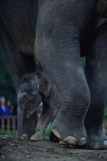 Art Wolfe Photography Gallery: Asian Elephants (Elephas Maximus), Mother and Baby, Seattle, USA