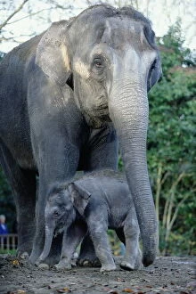 Art Wolfe Photography Gallery: Asian Elephants (Elephas Maximus), Mother and Baby
