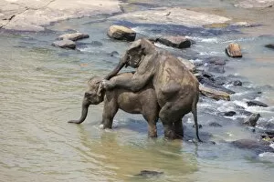 Images Dated 1st April 2013: Asian elephants -Elephas maximus- from the Pinnawala Elephant Orphanage mating in the Maha Oya