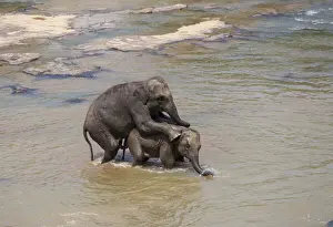 Mating Prints: Asian elephants -Elephas maximus- from the Pinnawela Elephants Orphanage mating in the Maha Oya river