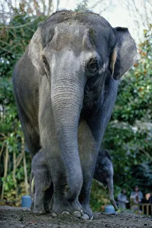 Incidental People Collection: Asian Elephants, Mother and Baby