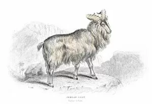 Images Dated 25th May 2017: Asian mountain goat lithograph 1884