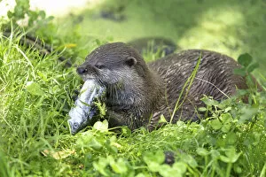 Zoo Animal Collection: Asian Short-clawed Otter -Aonyx cinerea- eating a fish, Northwood, Christchurch