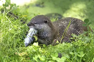 Otter Prints: Asian Short-clawed Otter -Aonyx cinerea- eating a fish