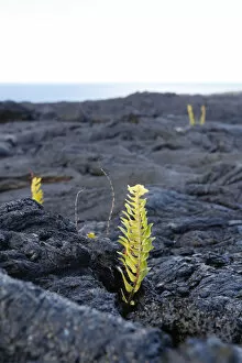 Big Island Hawaii Islands Gallery: Asian swordfern -Nephrolepis brownii- as a pioneer plant on young pahoehoe lava, Big Island