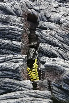 Lava Prints: Asian swordfern -Nephrolepis brownii- as a pioneer plant on young pahoehoe lava