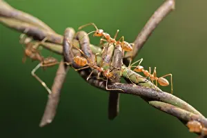 Extreme Close Up Prints: Asian Weaver Ants -Oecophylla smaragdina- on barbed wire