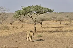Asiatic Lion -Panthera leo persica-, male, Gir Interpretation Zone, Gir Forest National Park, Gir Sanctuary, Gujarat, India