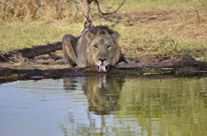 Images Dated 8th April 2013: Asiatic Lion -Panthera leo persica-, male at a waterhole, Gir Interpretation Zone
