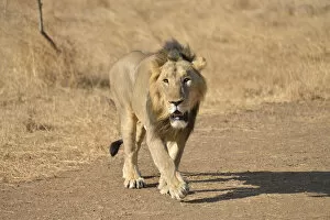Images Dated 8th April 2013: Asiatic Lion -Panthera leo persica-, male, Gir Interpretation Zone, Gir Forest National Park