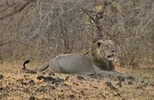Images Dated 5th April 2013: Asiatic Lion -Panthera leo persica-, male, Gir Forest National Park, Gir Sanctuary, Gujarat, India