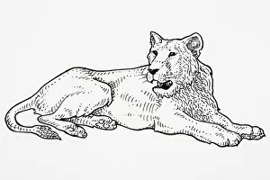 Safari Animals Gallery: Asiatic Lion (Panthera leo persica), roaring