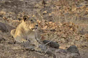Images Dated 5th April 2013: Asiatic Lion -Panthera leo persica-, young male, Gir Forest National Park, Gir Sanctuary, Gujarat