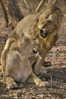 Images Dated 5th April 2013: Asiatic Lions -Panthera leo persica-, mating, Gir Forest National Park, Gir Sanctuary, Gujarat
