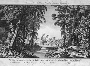 Asiatic Vegetation