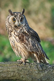 Images Dated 20th January 2015: asio otus, avian, captive animals, ear tuft, nobody, nocturnal, northern long-eared owl