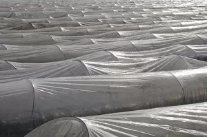Asparagus Gallery: Asparagus field covered with plastic sheets, polytunnel, Rhine-Main area, Germany, Europe
