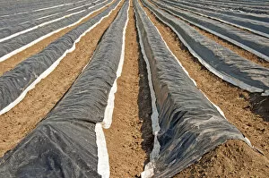 Asparagus field covered with plastic sheets, Meschenich, Cologne, Rhineland, North Rhine-Westphalia, Germany