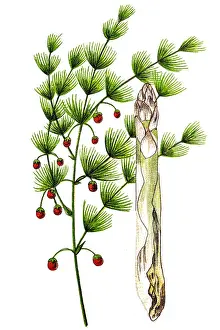 Asparagus, or garden asparagus, folk name sparrow grass, scientific name Asparagus officinalis