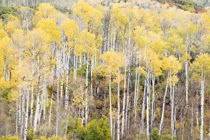 Images Dated 30th September 2017: Aspen groves in autumn, Kebler Pass, Colorado, USA