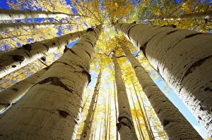 Aspen (Populus sp. ) grove, autumn, low angle view