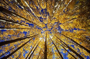 Woodland Gallery: Aspen (Populus sp.) grove, autumn, low angle view
