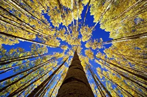 Aspen (Populus sp. ) grove, autumn, low angle view