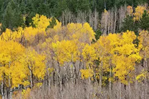 Images Dated 20th October 2015: Aspen (Populus tremuloides) forest along Highway 12, Dixie National Forest, Utah, USA