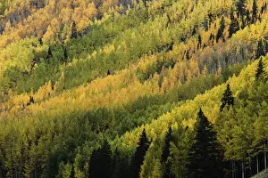 Aspen tree pattern on mountain slope near Crystal Lake, near Ouray, Colorado, USA