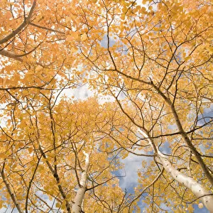Crowded Gallery: Aspen trees