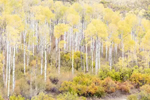 Images Dated 30th September 2017: Aspen trees in autumn, Kebler Pass, Colorado, USA