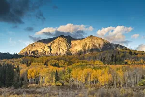 Images Dated 2nd October 2016: Aspen Trees in autumn, near Crested Butte, Colorado, USA