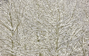 Branches Collection: Aspen trees after first snow, CA