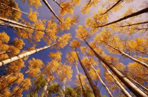 Tree Trunk Gallery: Aspen trees (Populus sp.) in autumn, low angle view
