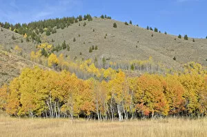 Images Dated 19th October 2011: Aspen trees -Populus tremula- with autumnal coloured foliage, Highway 75, Ketchum, Idaho, USA