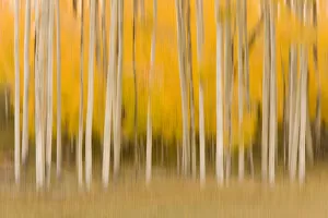 Images Dated 2nd October 2008: Aspen trees (Populus tremuloides)