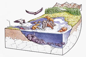 Medium Group Of Animals Gallery: Asphalt lake with creatures above and below surface, during fossilization process
