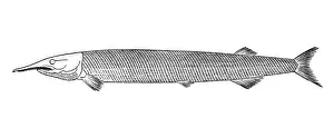 Fossil Prints: Aspidorhynchus