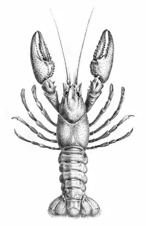 Images Dated 5th June 2015: Astacidae Crawfish engraving 1870