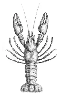 Images Dated 5th June 2015: Astacidae Crawfish engraving 1870