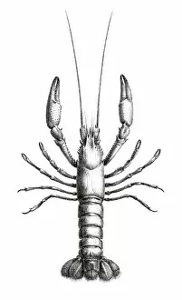 Images Dated 5th June 2015: Astacidae Crawfish engraving 1870