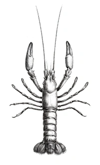 Images Dated 5th June 2015: Astacidae Crawfish engraving 1870