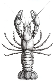 Images Dated 5th June 2015: Astacidae Crawfish engraving 1870