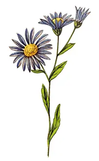 Aster amellus, the European Michaelmas-daisy