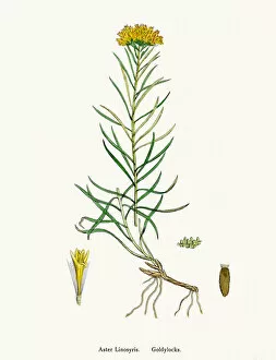 Aster goldenlock flower 19th century illustration
