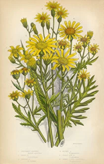 Images Dated 7th March 2016: Aster, Ragwort, Tansy, Groundsel, Victorian Botanical Illustration